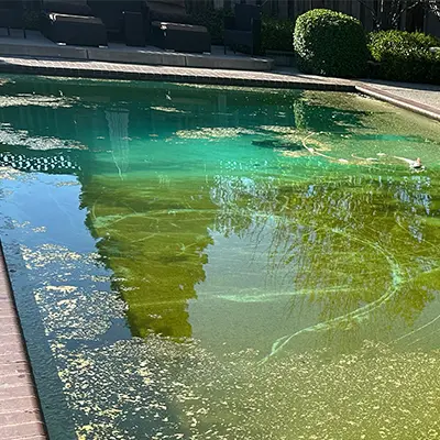 Green Pool Cleanups - Atlantis Pools service